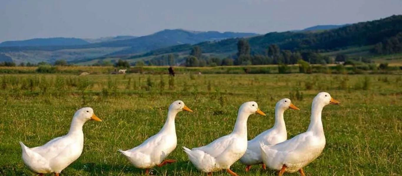 Οικογένεια παπιών με διάθεση για... διάβασμα μπήκε σε βιβλιοθήκη! (βίντεο)